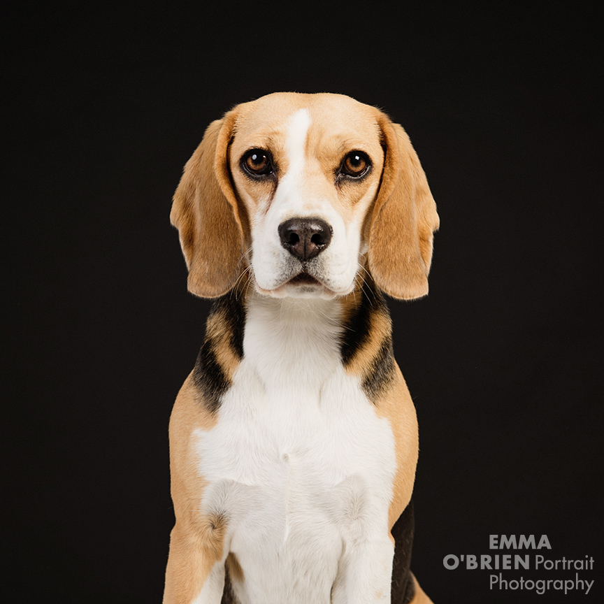 studio dog portrait photography johannesburg pretoria