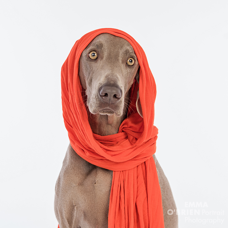 studio dog portrait photography johannesburg pretoria