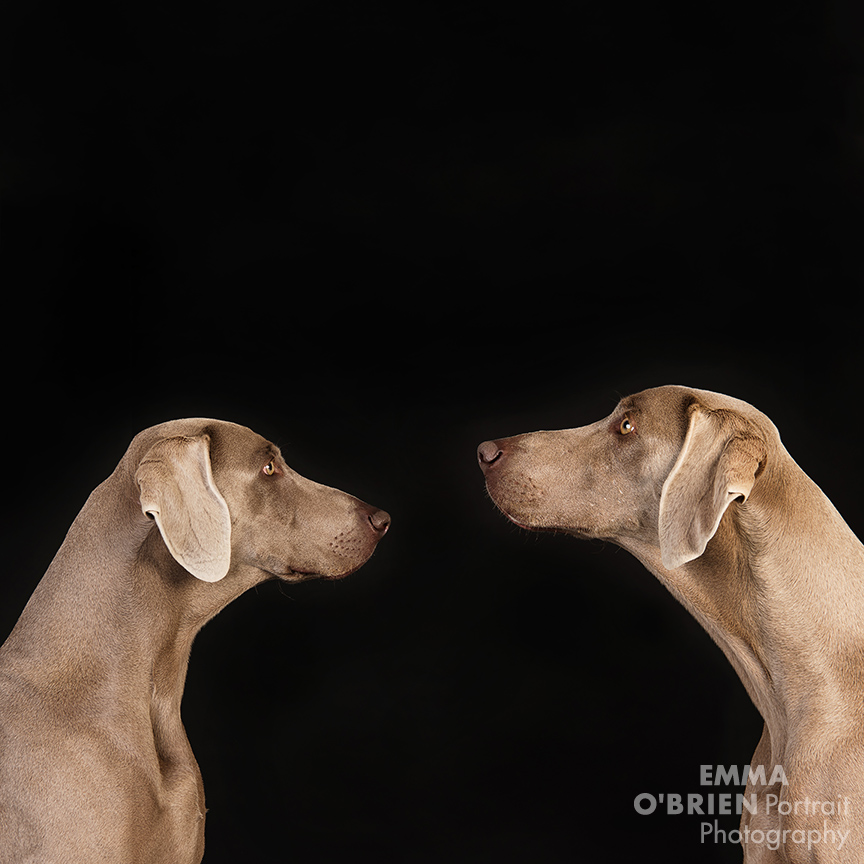 studio dog portrait photography johannesburg pretoria