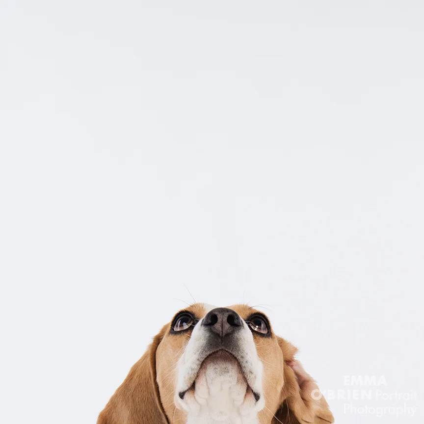 studio dog portrait photography johannesburg pretoria