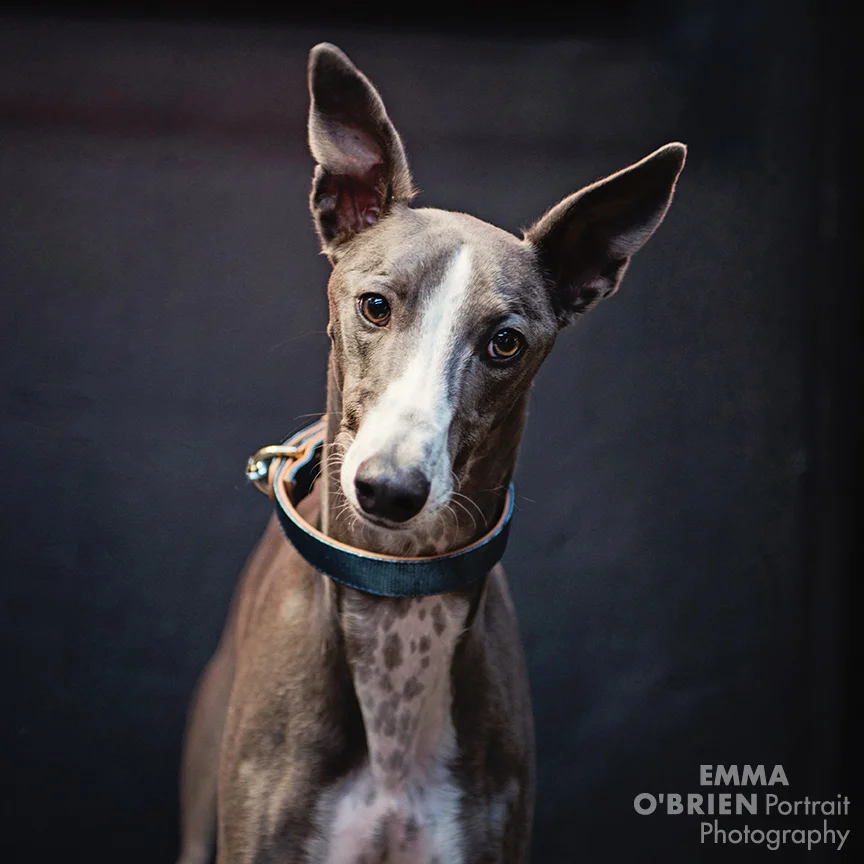 dog portrait photography on location johannesburg