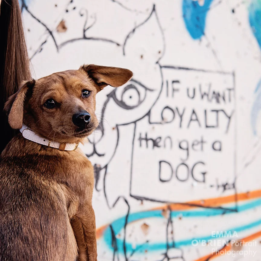 dog portrait photographer johannesburg