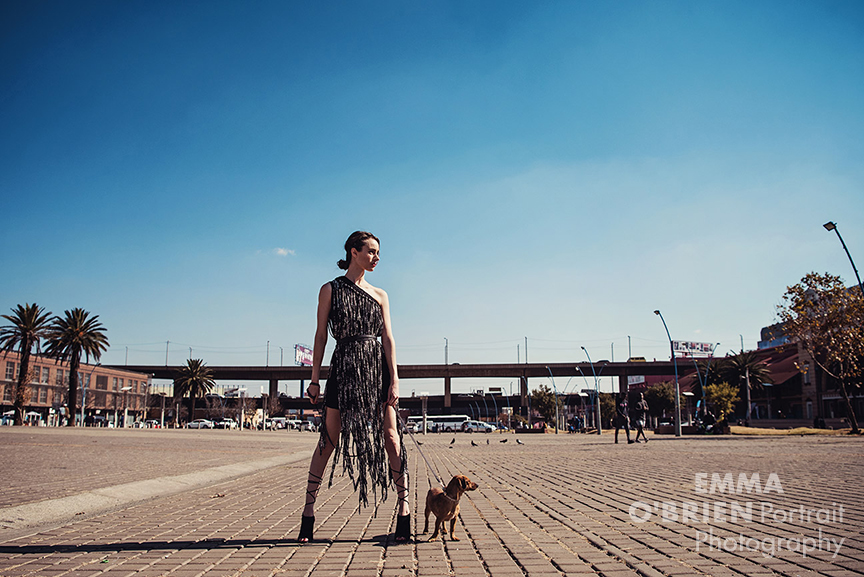 dog portrait photographer johannesburg