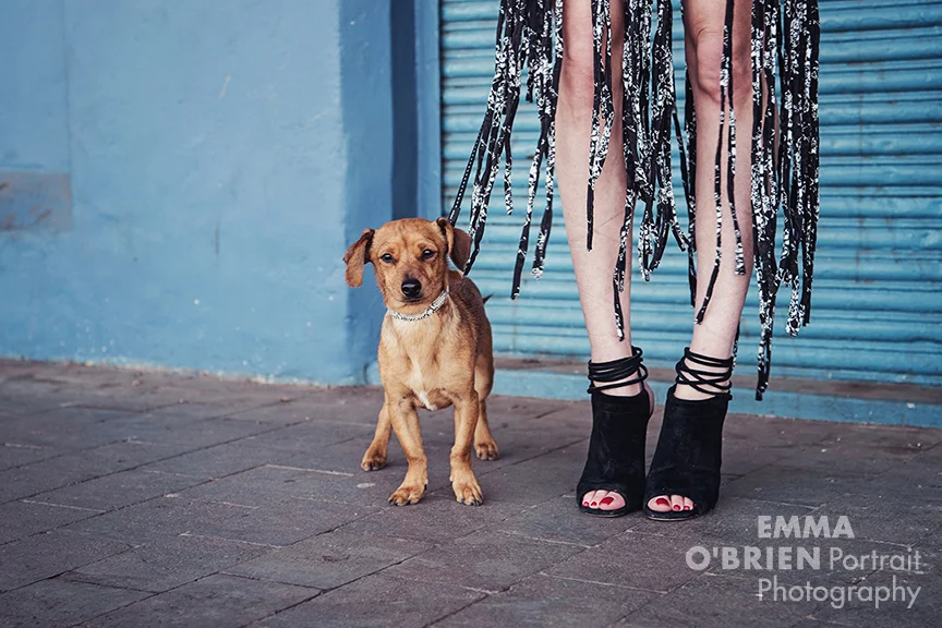 dog portrait photographer johannesburg