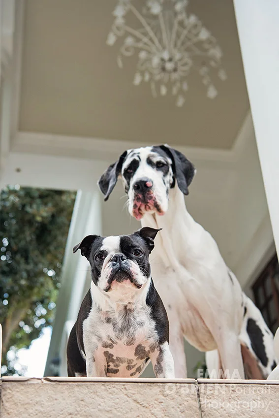 Roger Goode photographed by dog photographer Emma O'Brien