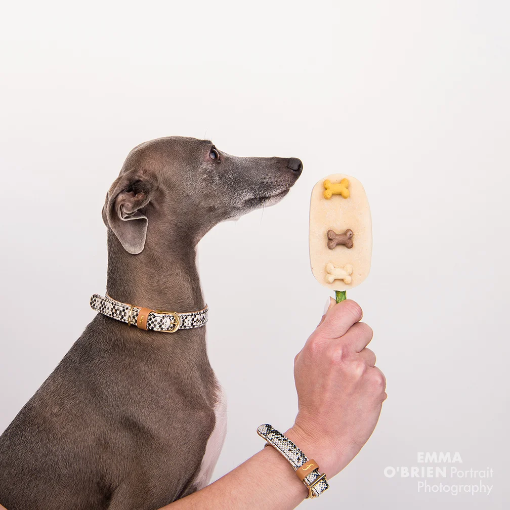 dog photographer south africa