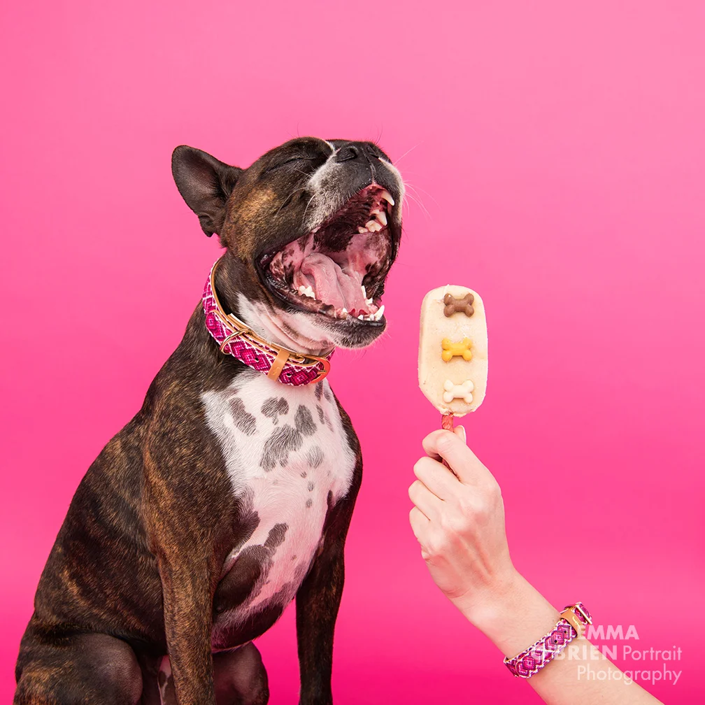 dog photographer south africa