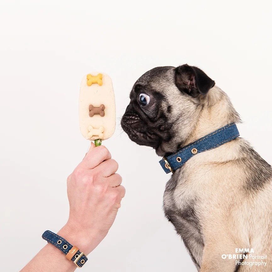 dog photographer south africa