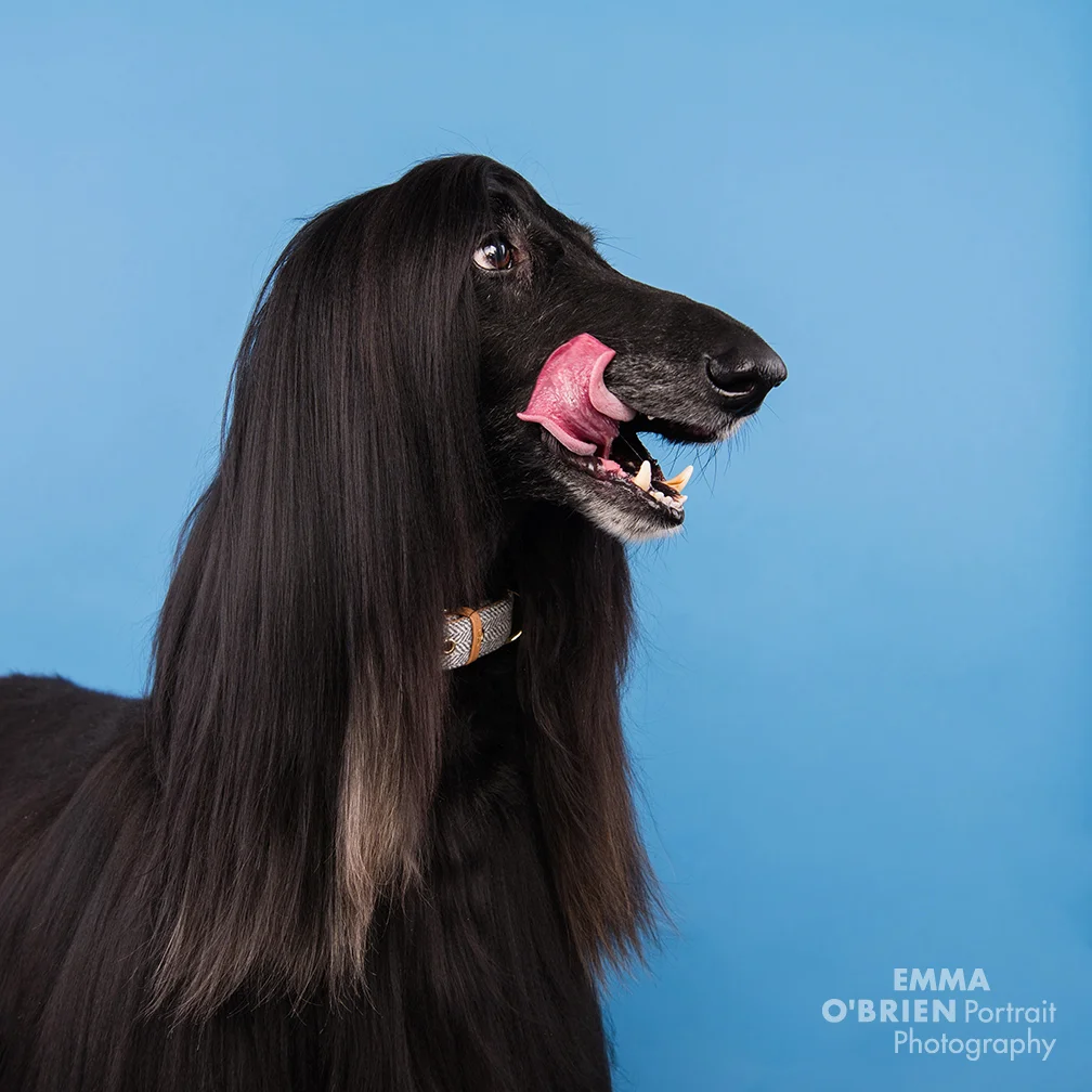 dog photographer south africa