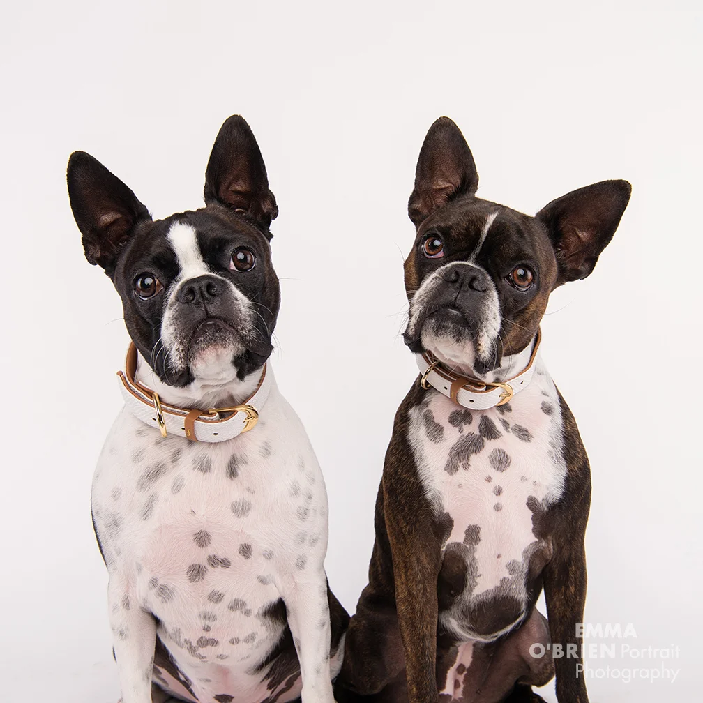 dog photographer south africa