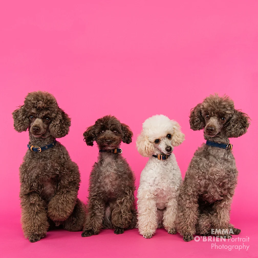 dog photographer south africa