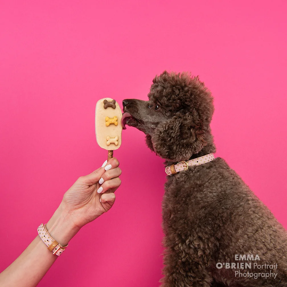 dog photographer south africa
