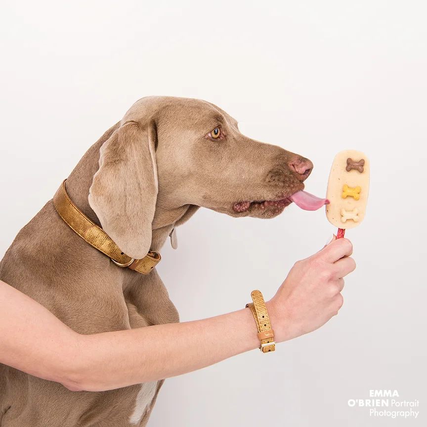 dog photographer south africa