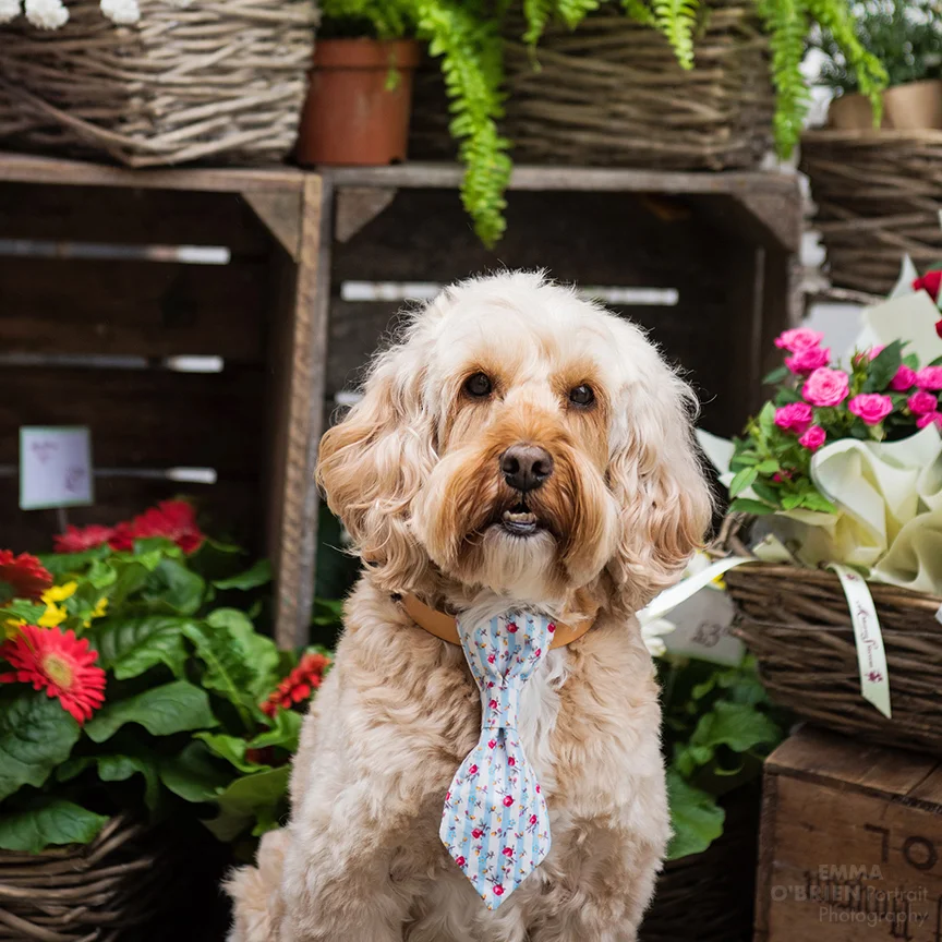 London dog photographer