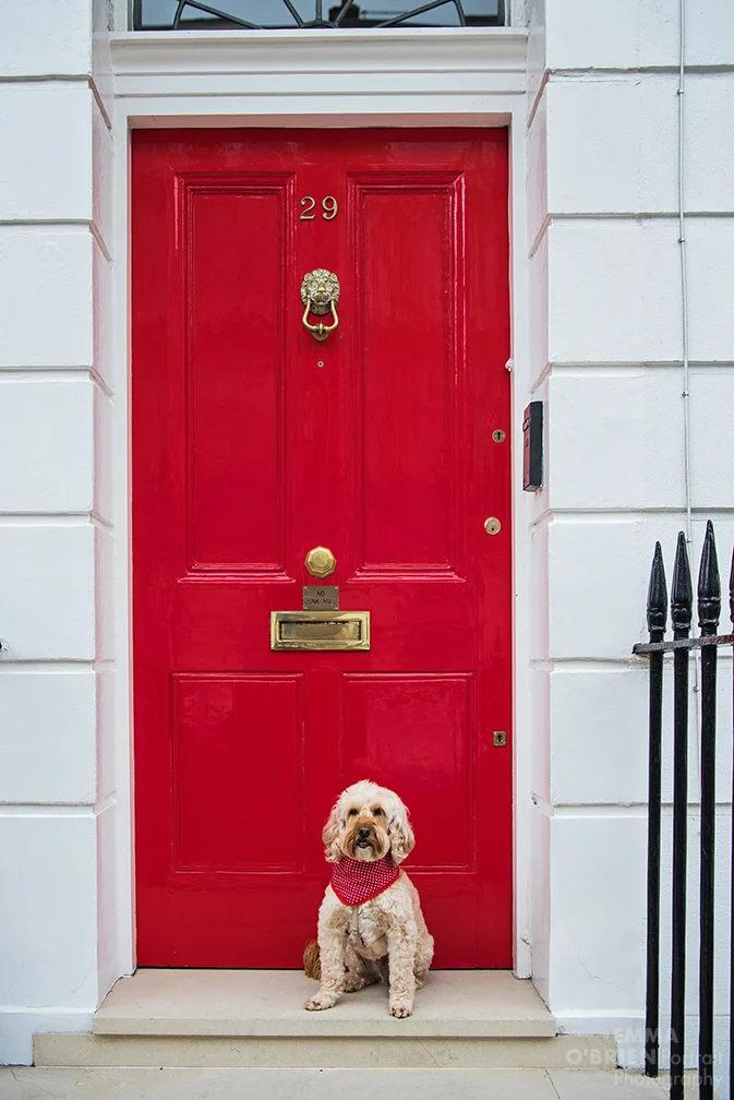 London dog photographer