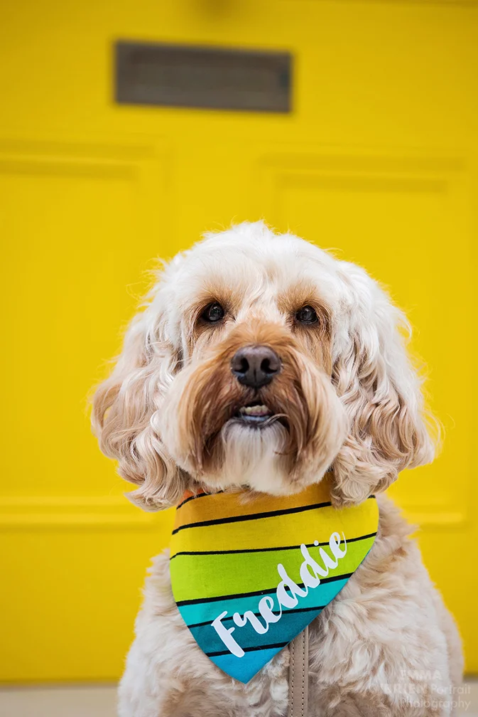 London dog photographer