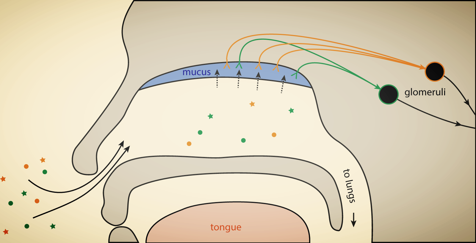 Olfaction_Overview_notext.png