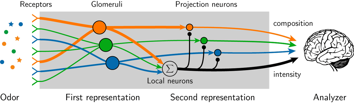 olfaction_model.png