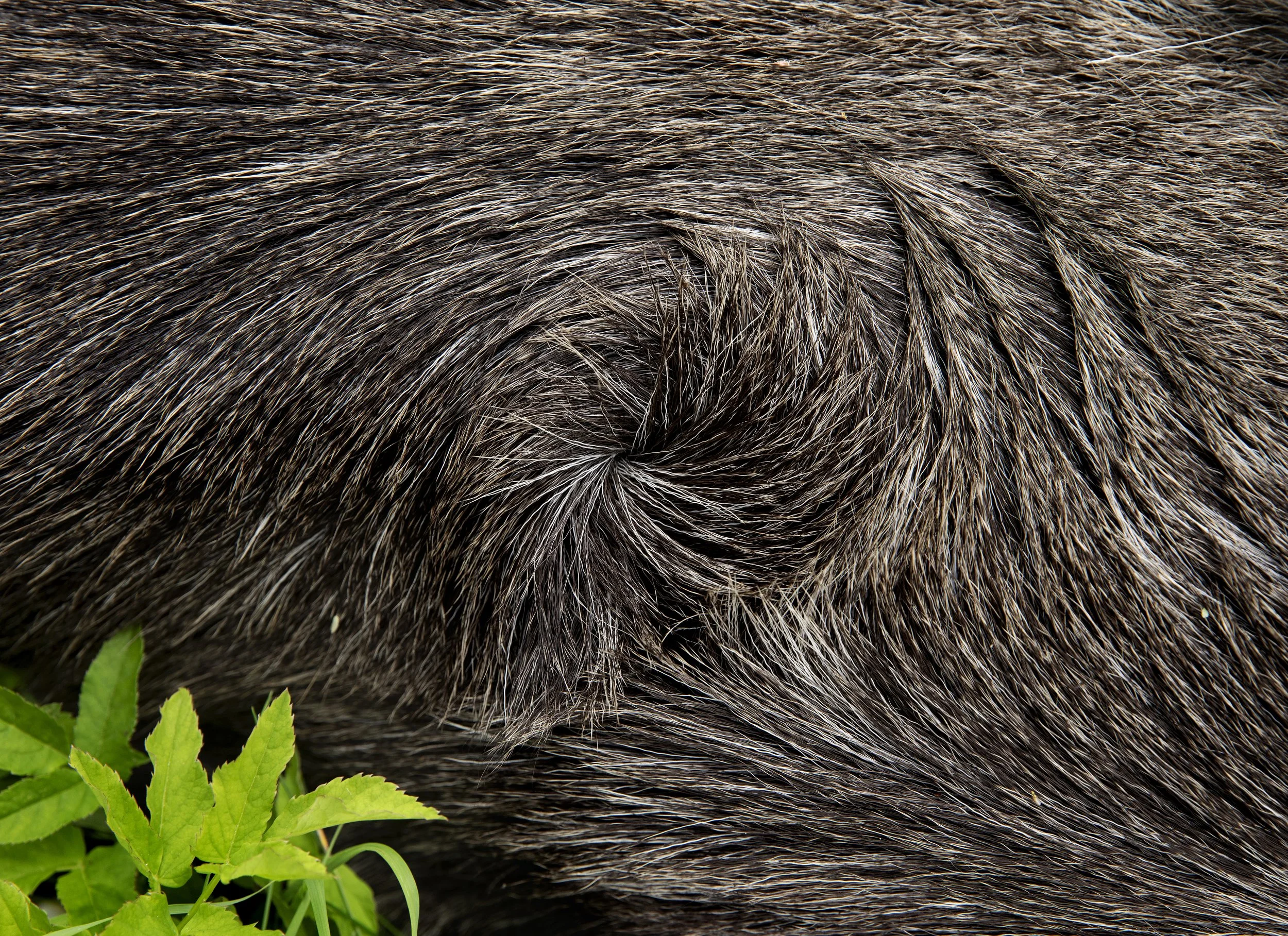 Älg03AA.jpg