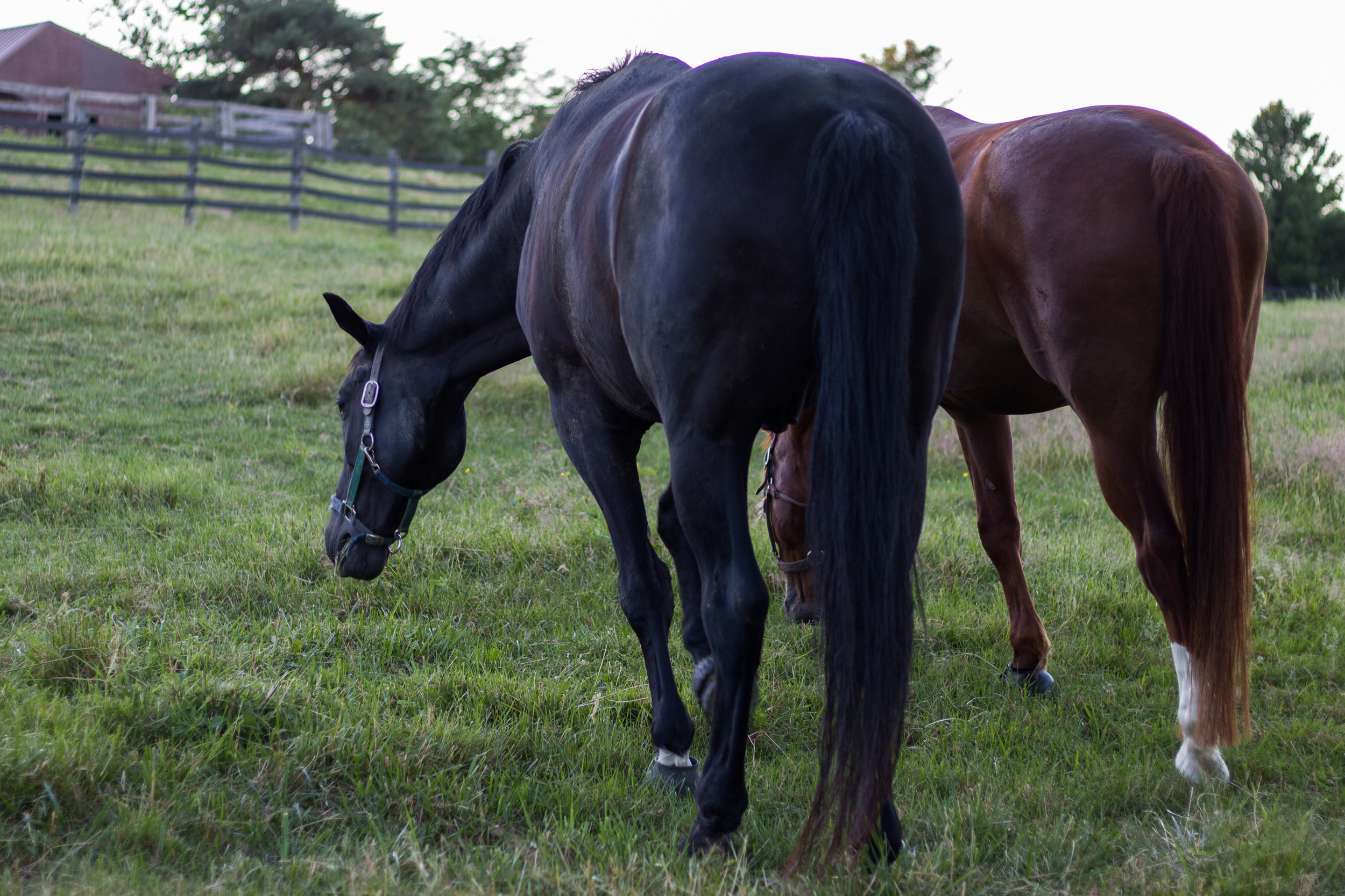  Daily care and feeding includes hay and grain two or three times a day, plus any owner-supplied daily supplements or medications needed to keep your horse happy and healthy.&nbsp; Specialty feed options are available upon request for an additional c