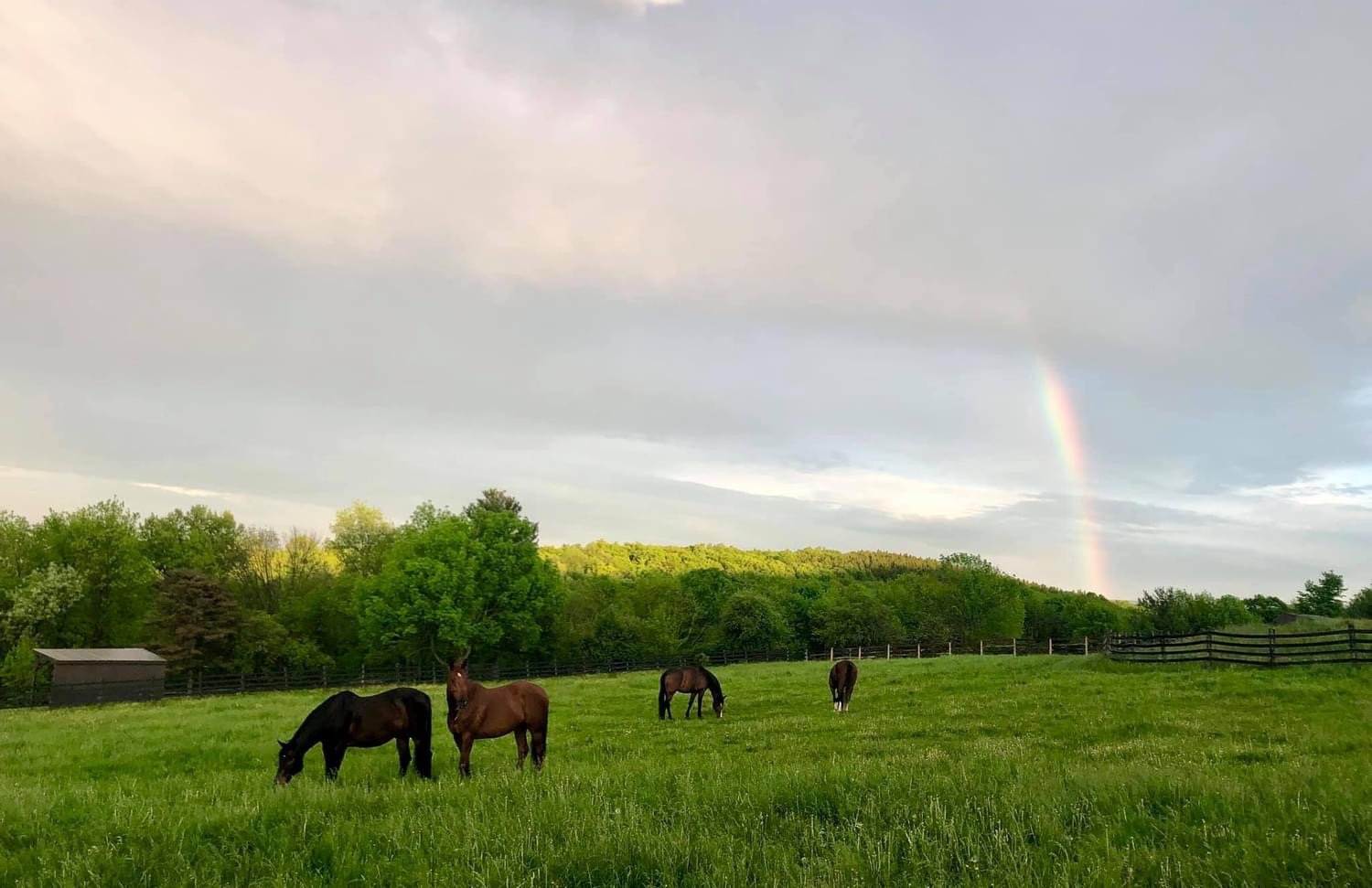  Horses Grazing in Pasture with Rainbow Overhead 