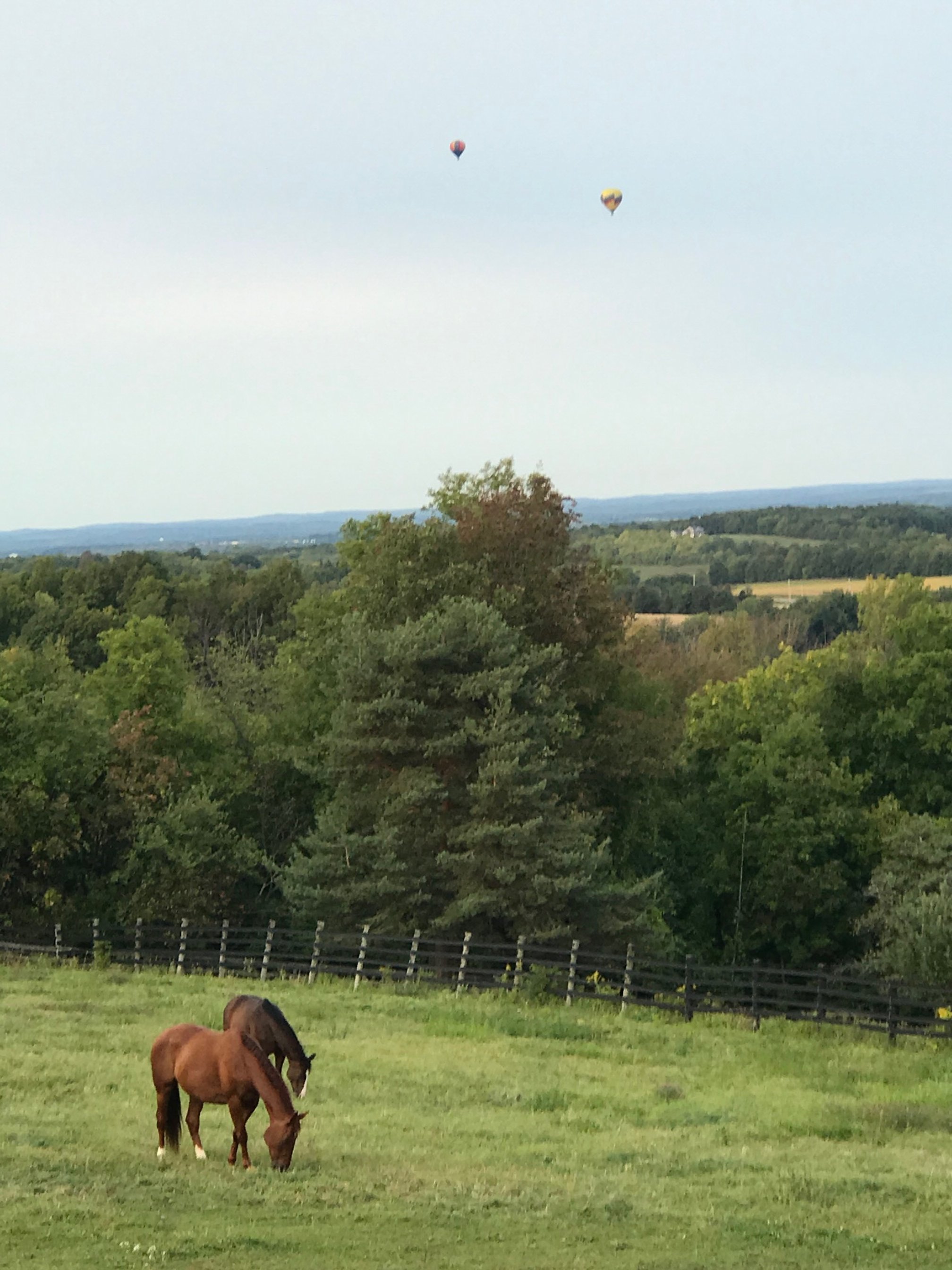  Horses In Pasture With Hot Air Balloons in Distance 
