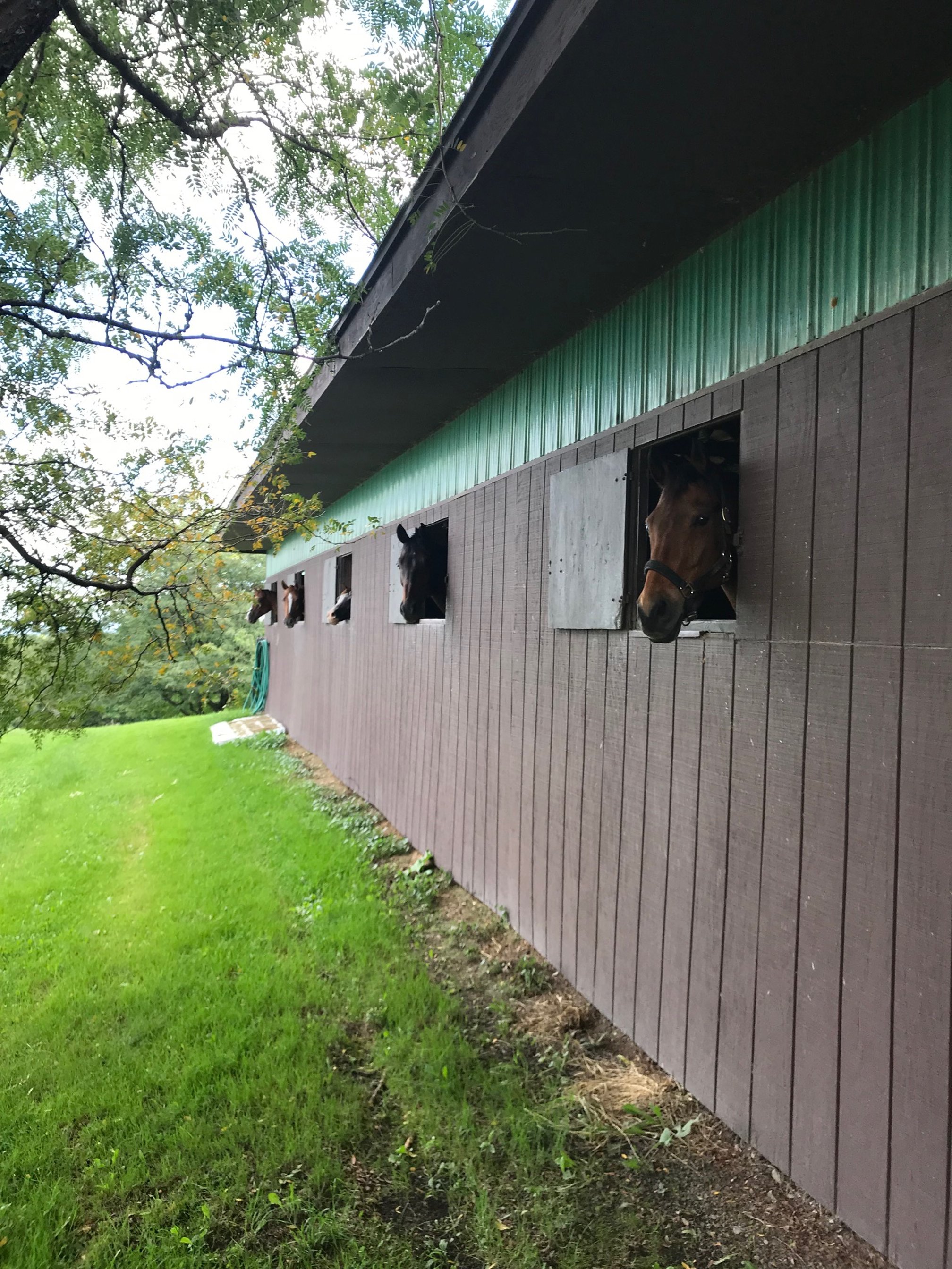  Horses Looking Out Their Windows 