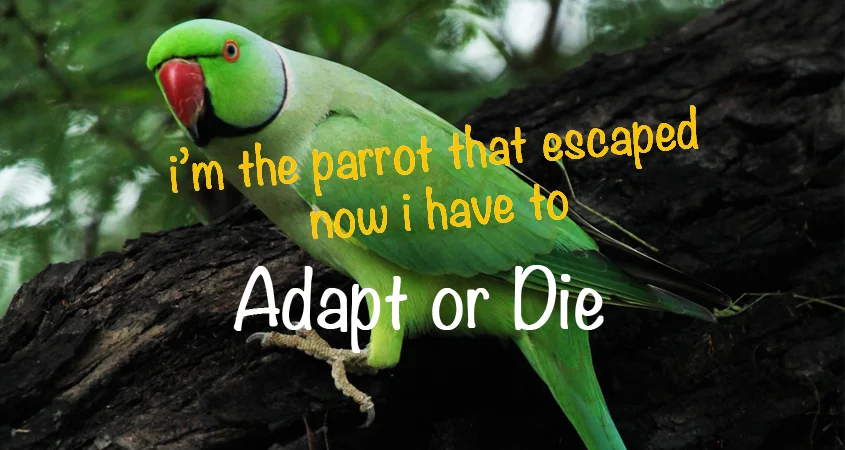 The Parrot Escaped