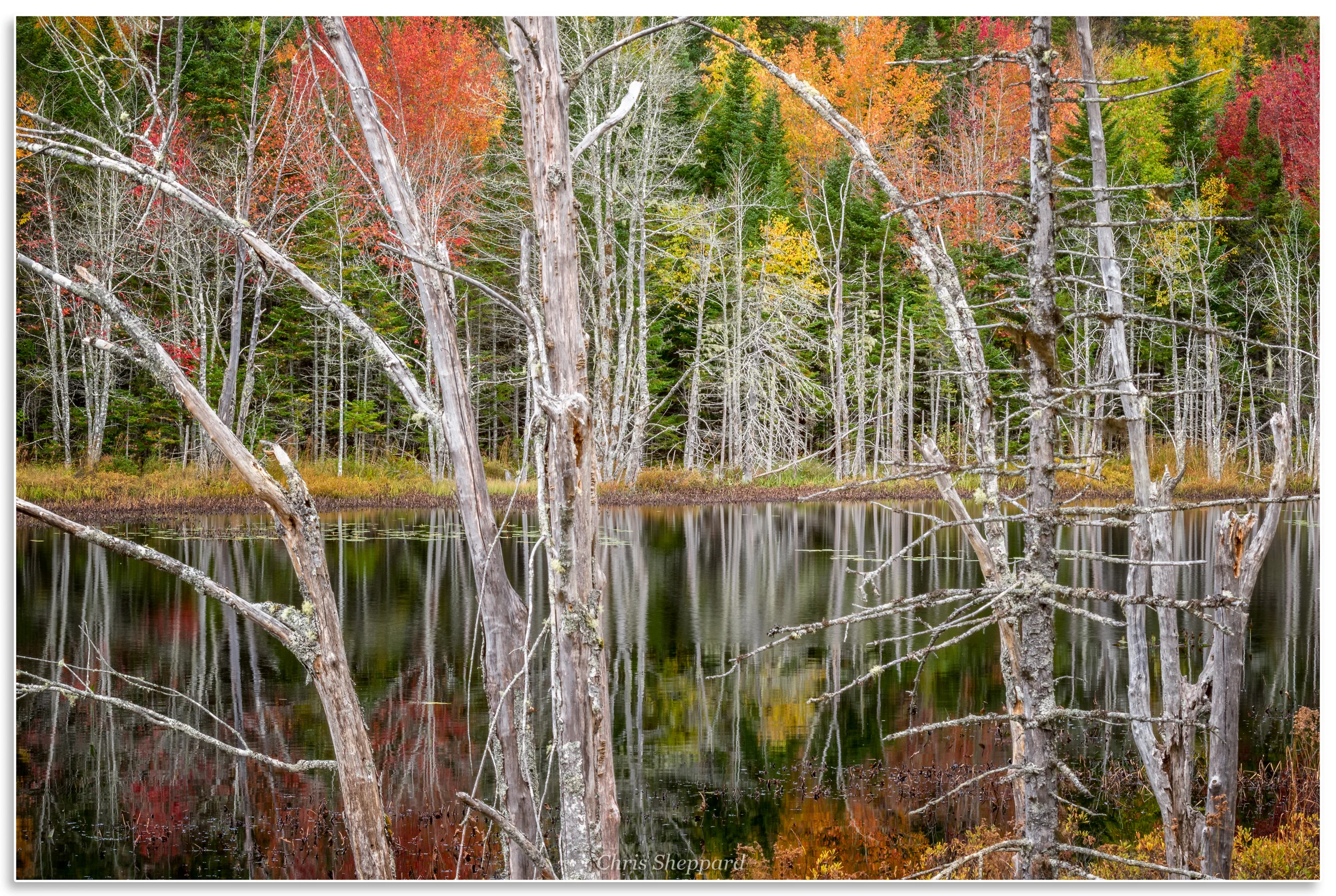 Pond Reflection and Dead Trees