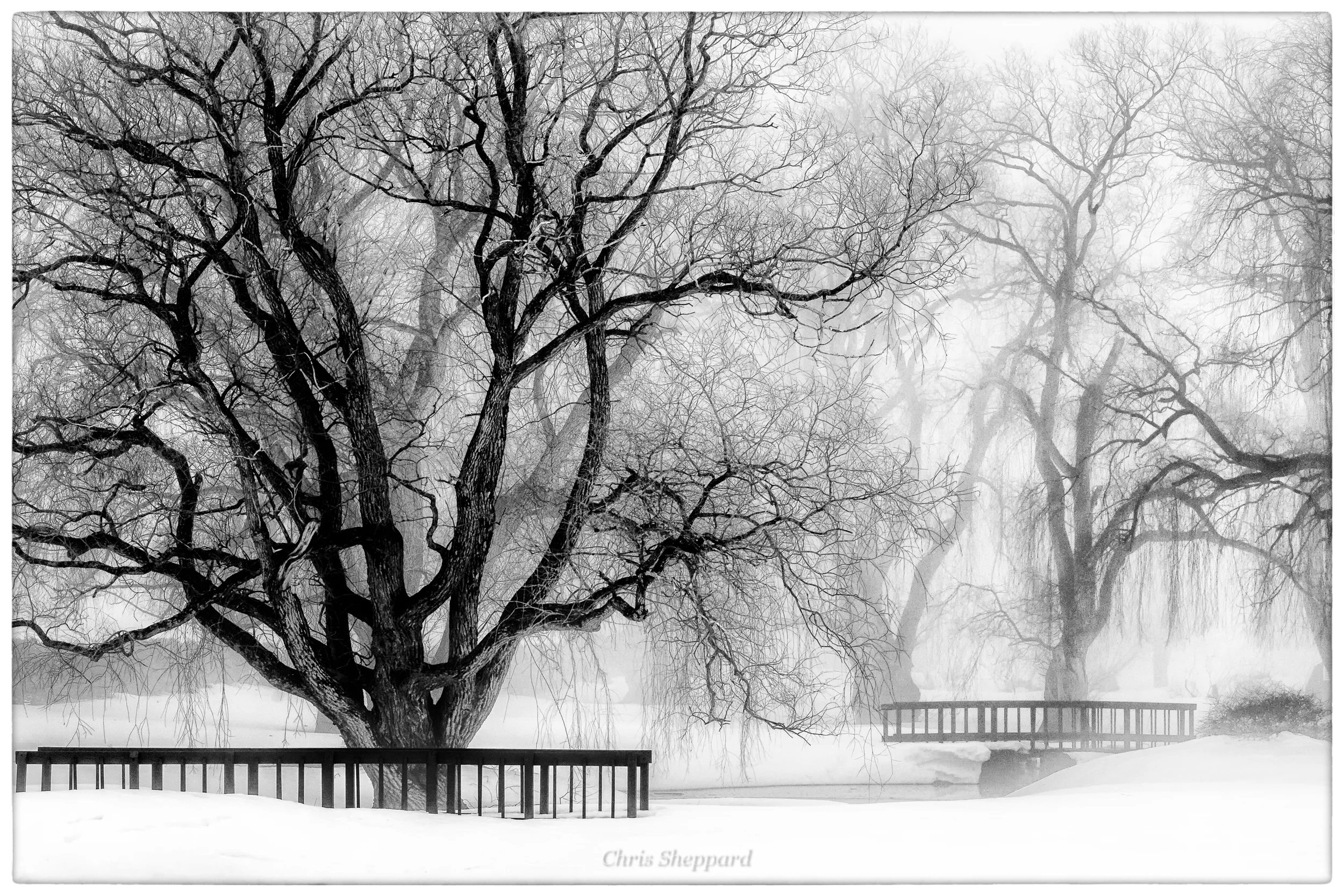 Willow Grove in Winter Fog
