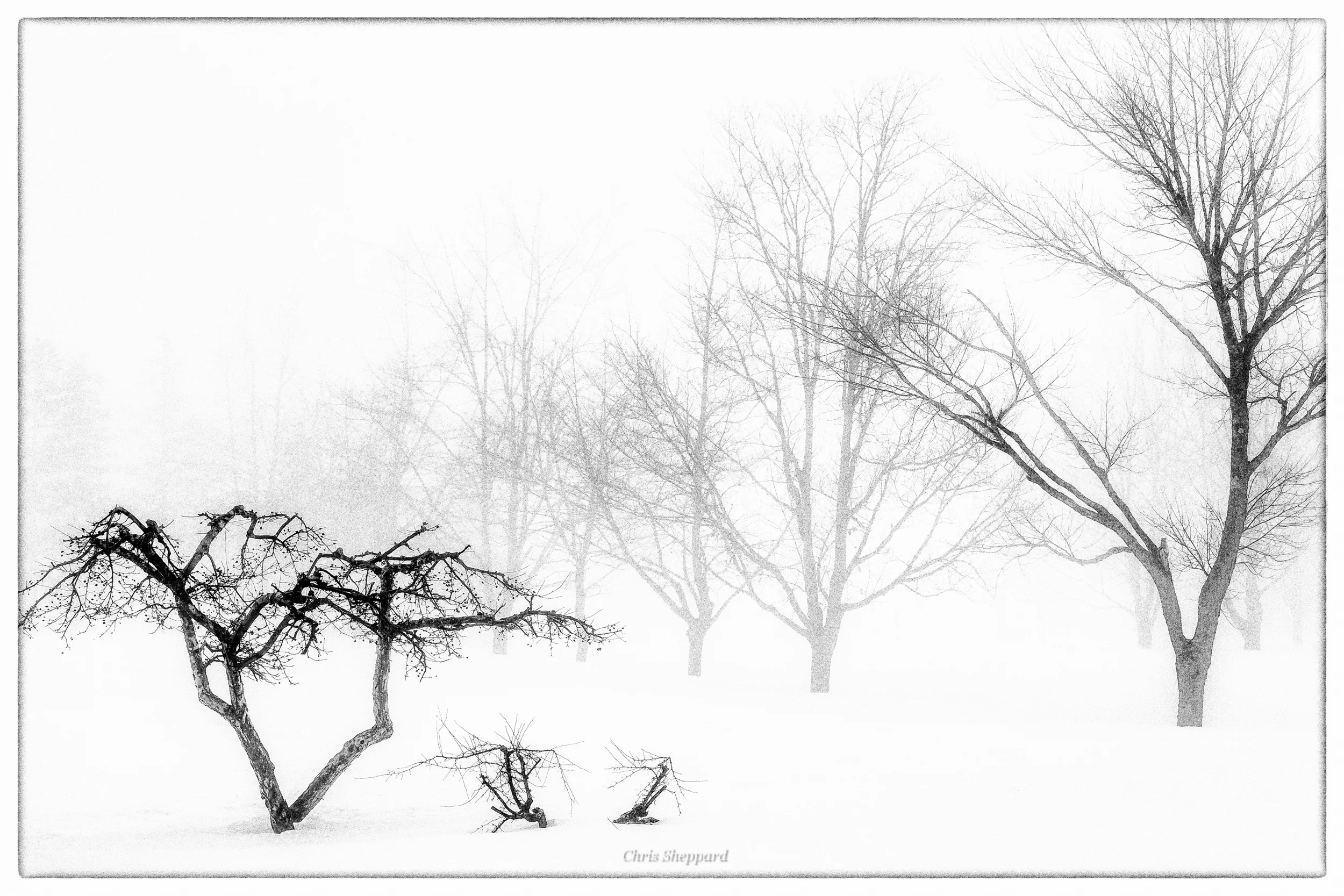 Trees and Snow, Grand Pré