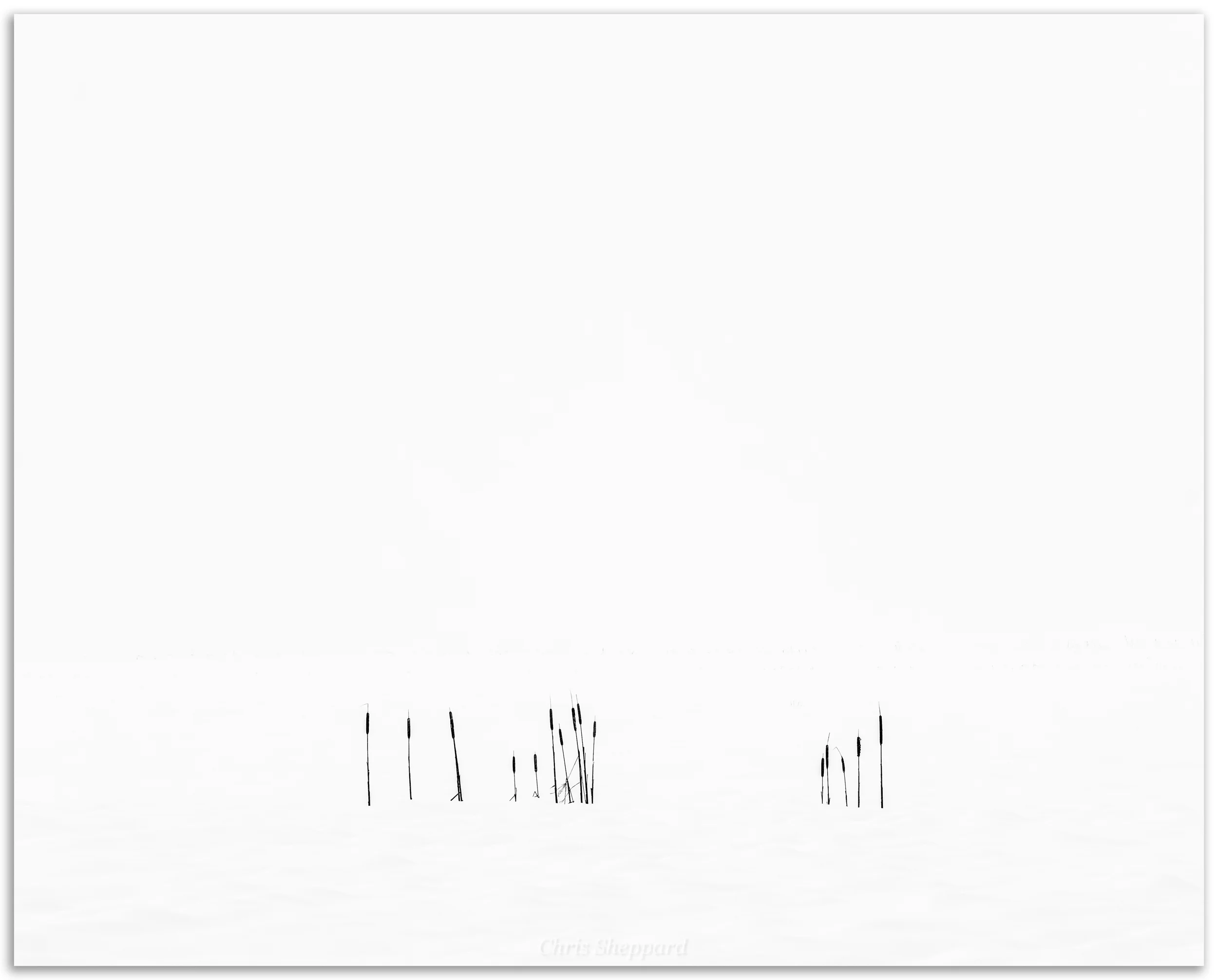 Cattails in Snow, Grand Pré