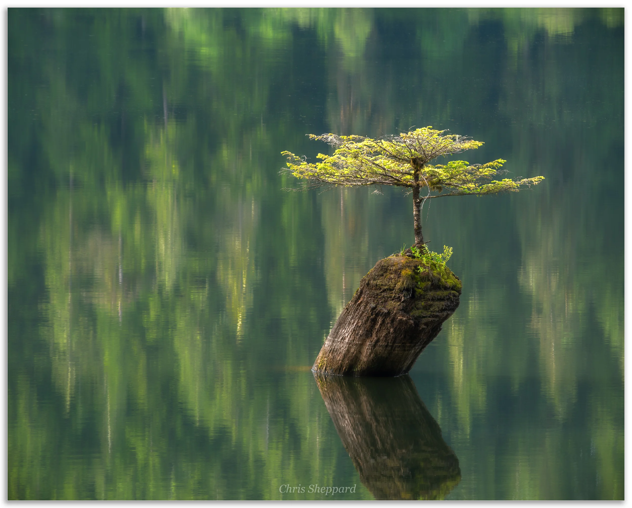 Fairy Lake Tree