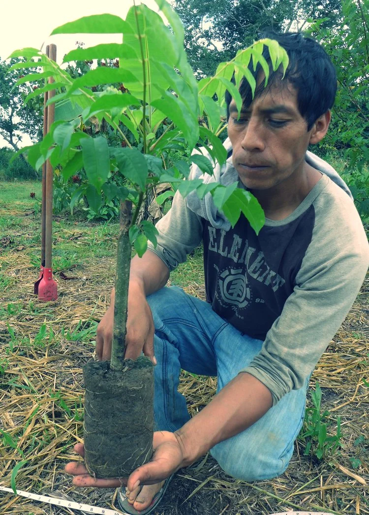 Hombre con planta.jpg