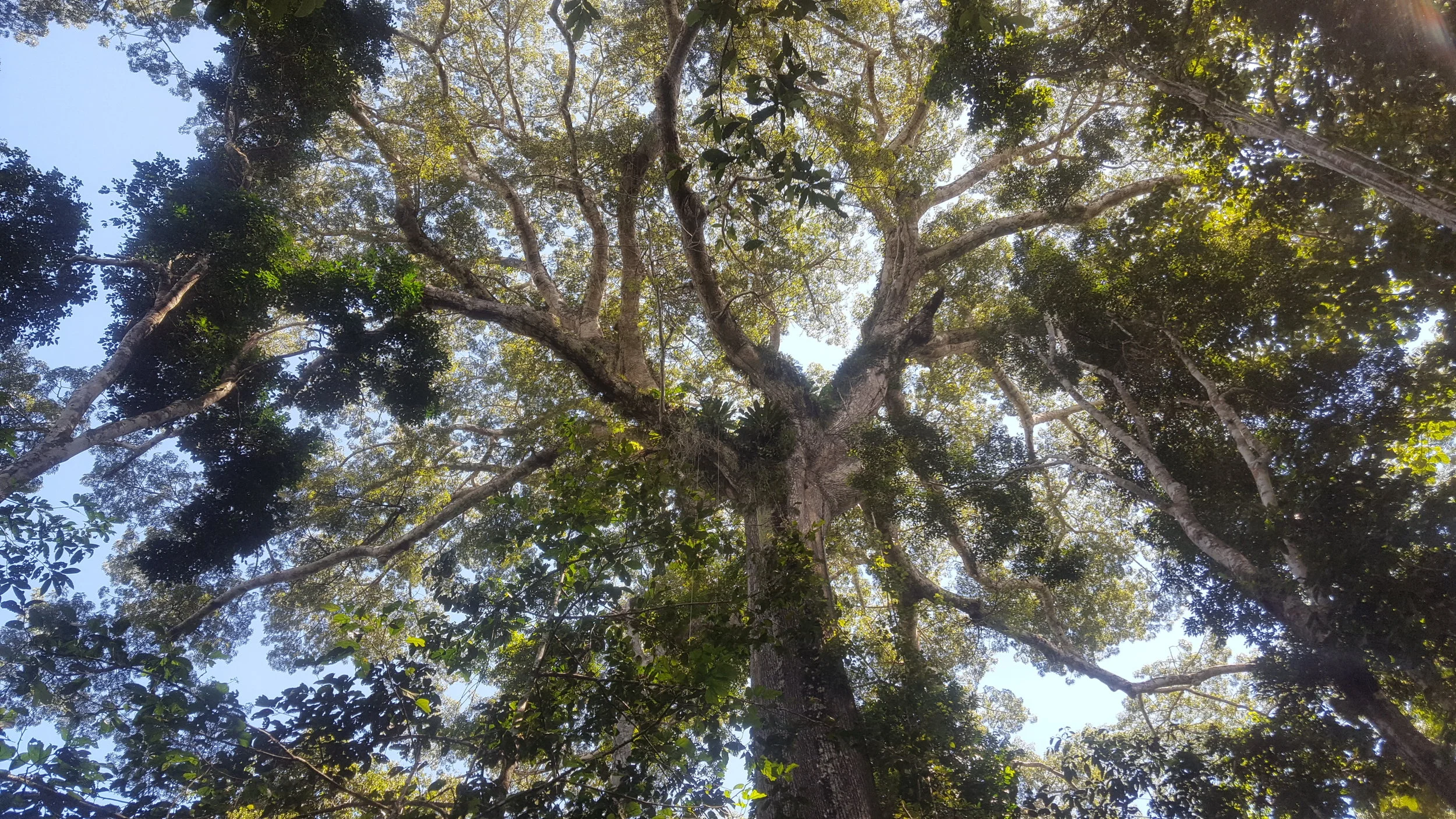 Corona Lupuna