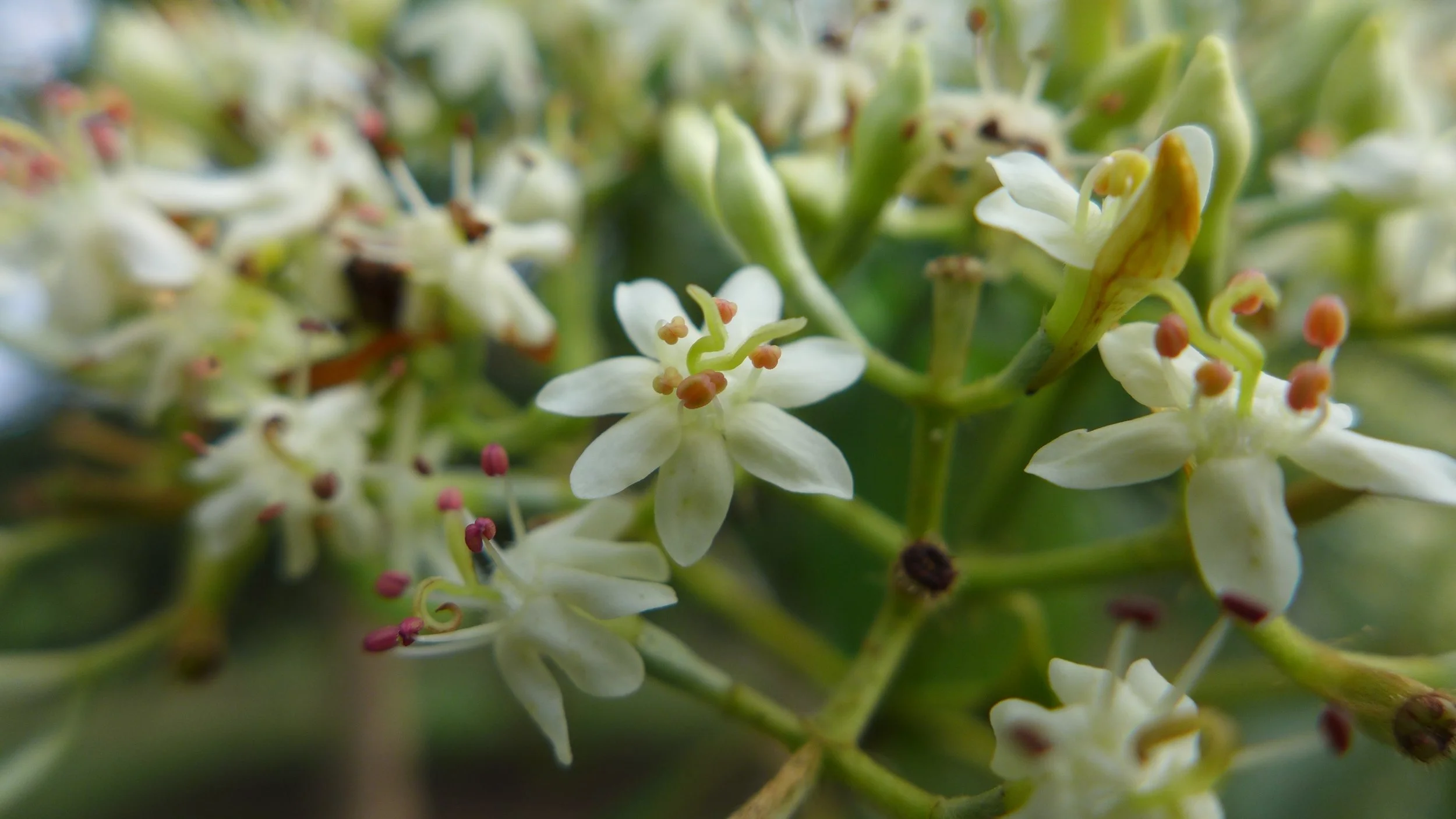 Endlicheria+krukovii+en+flor.jpg