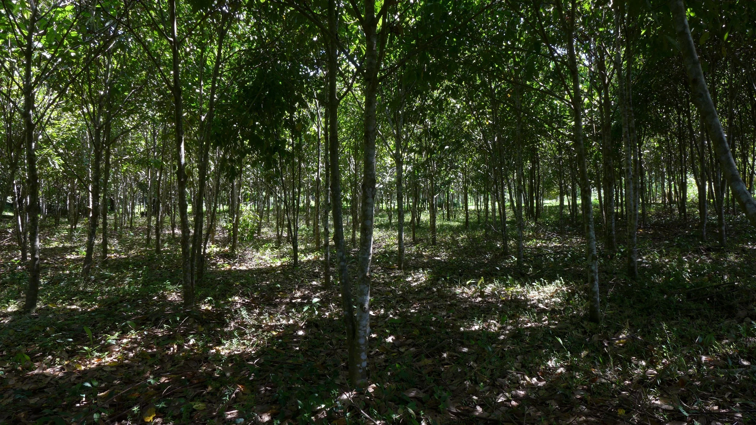 El Banco Viviente de Semillas es una chacra en funcionamiento compuesta por sistemas agroforestales productivos, un modelo tangible