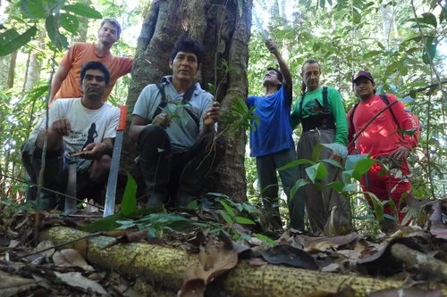 Una excursión para cosechar semillas y plantas de canelón en 2016.