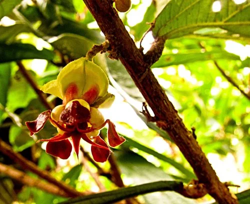 Las flores de copoazú le otorgan el nombre científico grandiflora .