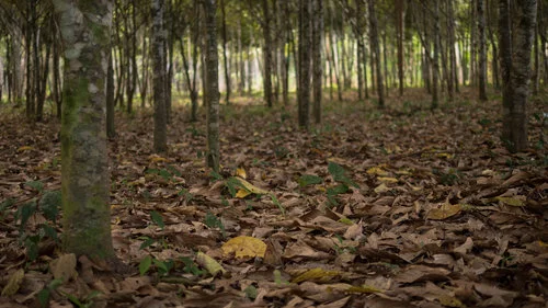 El Moenal - el área de reforestación de la Moena Alcanfor.