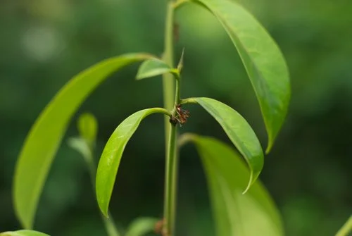 Una hormiga trepa la punta de crecimiento de una plántula de palo de rosa. Foto gracias a Andrew Schwarz.