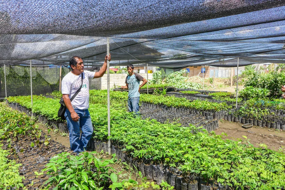 Camino Verde es parte de una red informal de esfuerzos de reforestación en Madre de Dios que incluye el Instituto de Investigaciones de la Amazonía Peruana IIAP, el Centro de Innovación Científica Amazónica CINCIA y viveros privados.