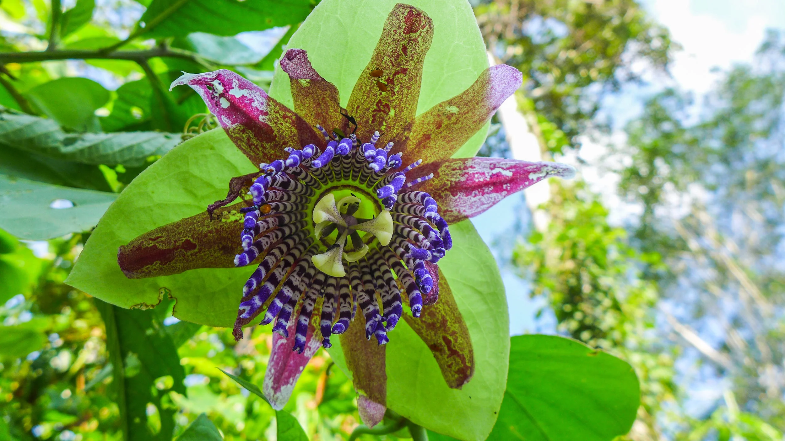 Botánica Camino Verde