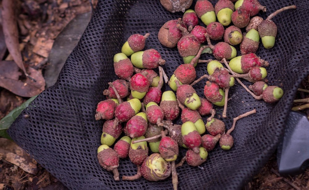 2016.07+Canelón+frutos+Aniba+canelilla.jpg