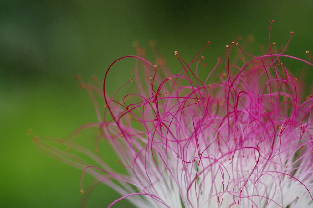 _IGP8187+Calliandra+angustifolia.jpg