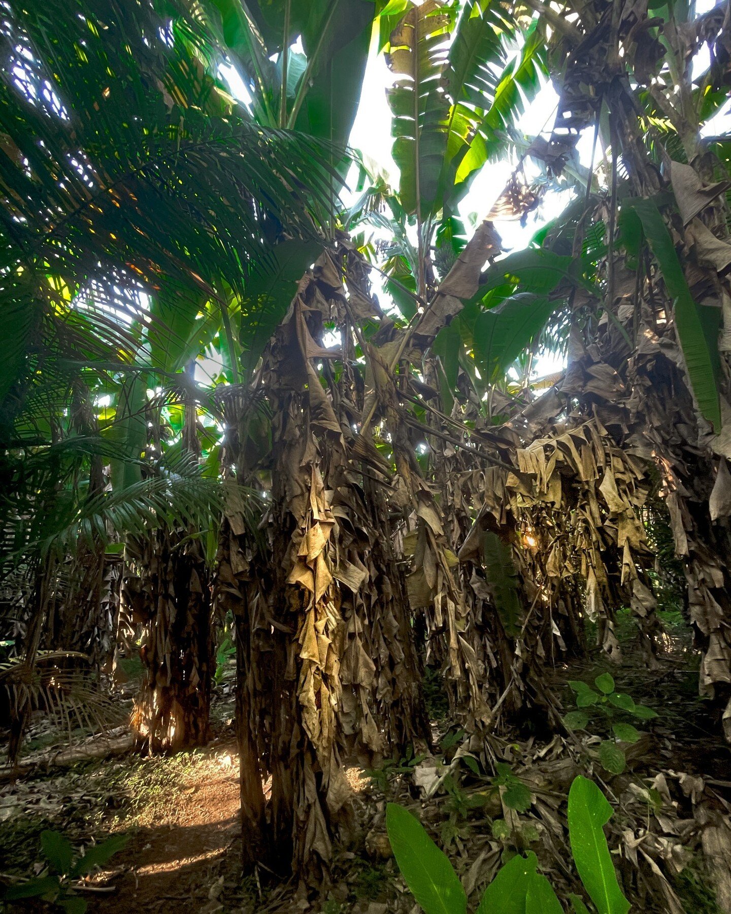 Did you know that farmers who grow bananas using an agroforestry system not only minimize the adverse effects of climatic factors, but they also provide a higher yield of bananas. Bananas require a constant supply of moisture, which can be easily acc