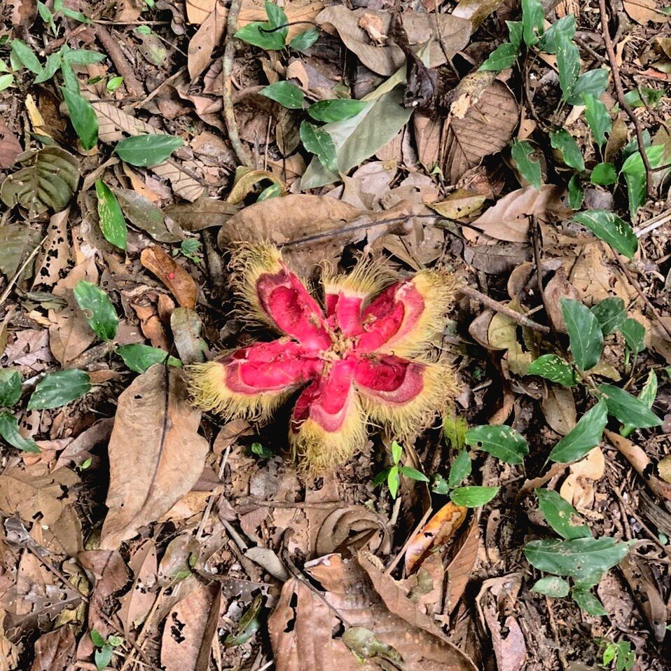 The seed of sloanea tuerckheimii opens to a striking color contrasting the forest floor. A bright reminder that new life is born out of death and decay, a cycle of regeneration that keeps an ecosystem healthy.

#newlife #seed #flooring #reminder #lif