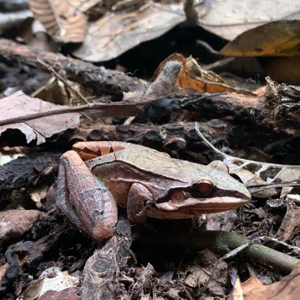 Is this Leptodactylus mystaceus? Perfectly camouflaged amongst the forest floor. A reminder that life is everywhere, so tread lightly, and keep your eyes open, for life is everywhere. 

#forest #flooring #reminder #life #eyes #beeverywhere #treadligh