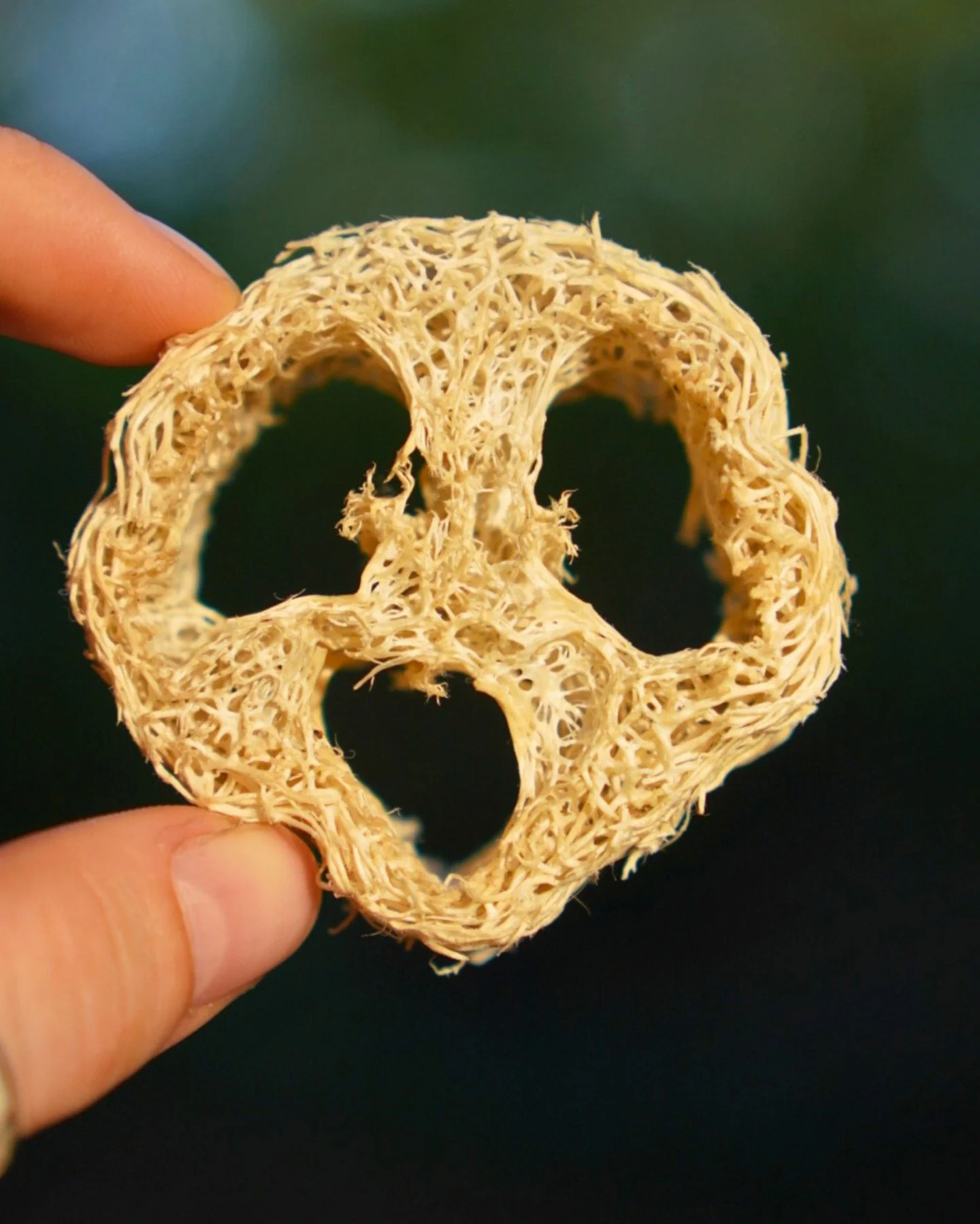 🧽 Have you ever wondered where loofahs come from?

This week, volunteers at our Tambopata station have been busy planting Luffa vines around our poultry area. These fast-growing climbers produce the fibrous gourds that, once dried, become the natura