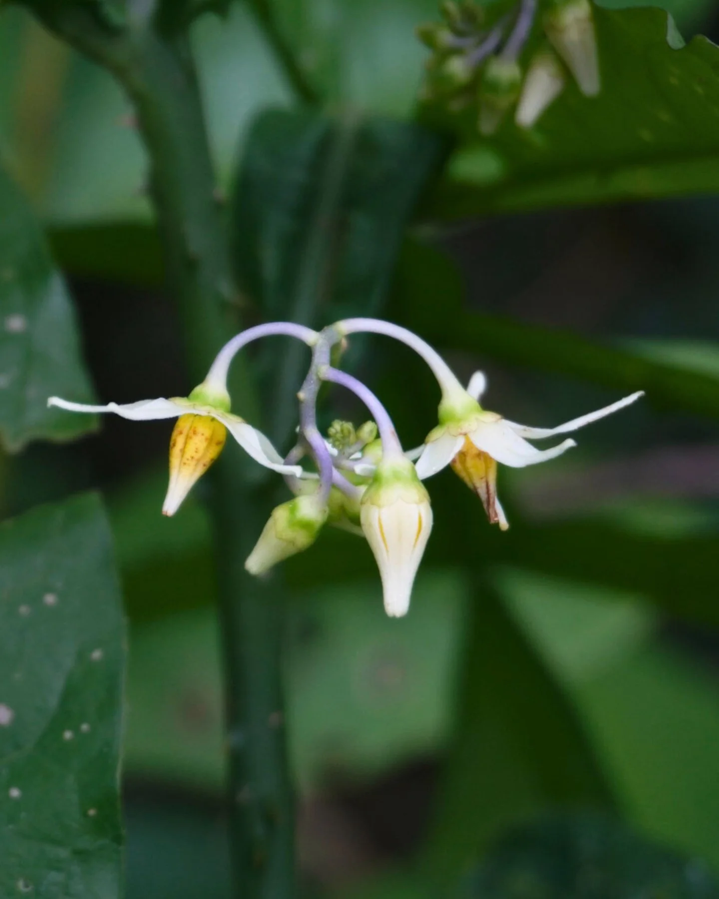 In the Peruvian Amazon, &ldquo;rihui&rdquo; or culebrilla meaning little snake is a shingles infection caused by the same virus as chickenpox. Locals noticed the blisters often form a winding, snake-like trail. 
Introducing rihui sacha 🌱 &ndash; a w